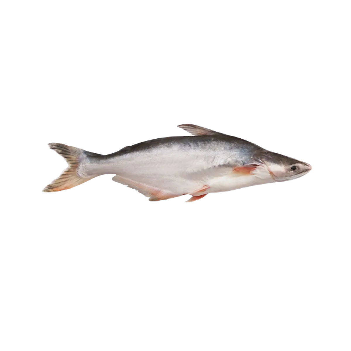 Fresh Fish Pangasius Fish
