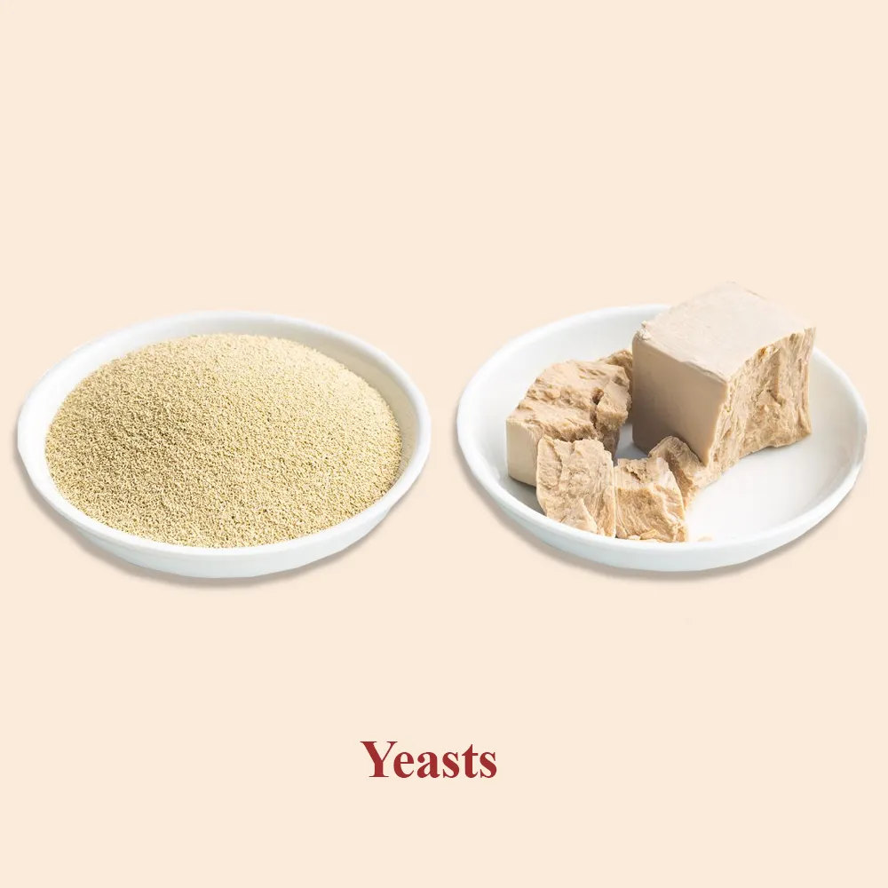 Yeasts